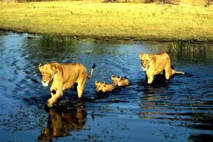 Thumbnail Placeholder